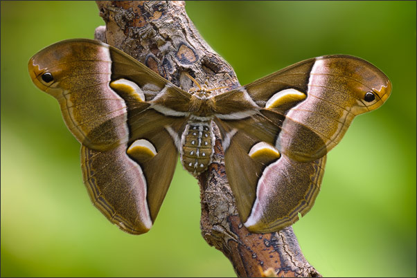 Ungebetener Einwanderer: G�tterbaumspinner (Samia cynthia). Aufgenommen am Gardasee.<br />Nikon D3x mit AF-S Micro NIKKOR 105 mm 1:2,8G VR