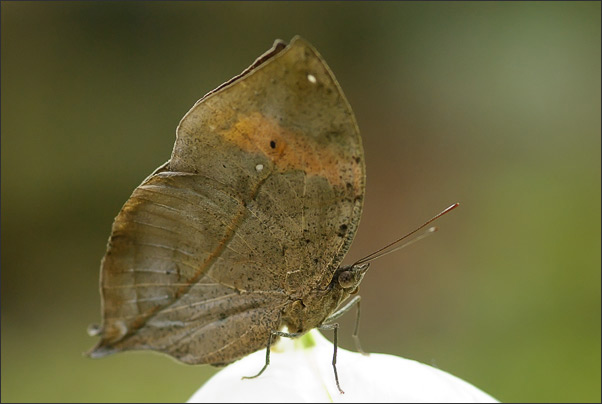 Der Indische Totesblatt-Fl�gler (Kallima paralekta) �berrascht mit einer ganz anderen Fl�geloberseite ...<br />Nikon D200 mit AF-S Micro NIKKOR 105 mm 1:2,8G VR