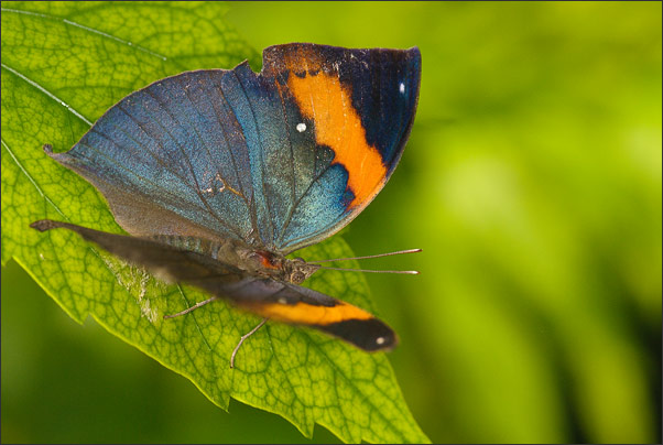 ... n�mlich �berraschend bunt: Indischer Totesblatt-Fl�gler (Kallima paralekta) aus Malaysia.<br />Nikon D200 mit AF-S Micro NIKKOR 105 mm 1:2,8G VR