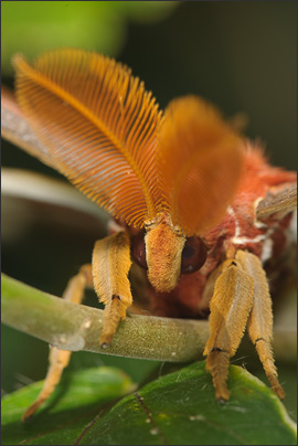Titan der L�fte im Makro-Portrait - der Atlasspinner (Attacus atlas) aus Malaysia. Hier ein M�nnchen.<br />Nikon D3x mit AF-S Micro NIKKOR 105 mm 1:2,8G VR