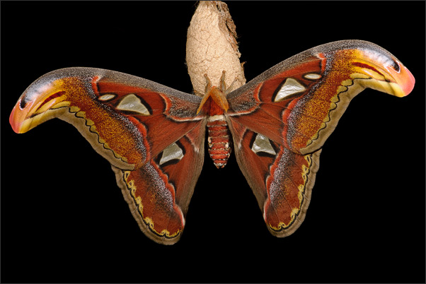 Freigestellt durch eine spezielle Blitztechnik: Der Atlasspinner (Attacus atlas, M�nnchen).<br />Nikon D3x mit AF-S Micro NIKKOR 105 mm 1:2,8G VR