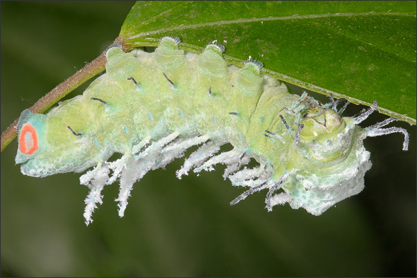 Deep Focus Fusion aus 11 Einzelaufnahmen einer Atlasspinner-Raupe (Attacus atlas).<br />Nikon D3x mit AF-S Micro NIKKOR 105 mm 1:2,8G VR