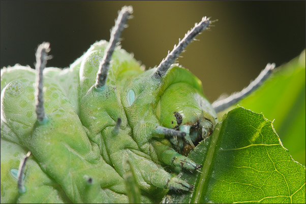 Noch schnell eine Mahlzeit. Atlasspinner-Raupe (Attacus atlas) kurz vor dem Verspinnen.<br />Nikon D3x mit AF-S Micro NIKKOR 105 mm 1:2,8G VR