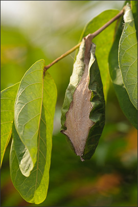 Ein Kokon des Atlasspinners (Attacus atlas) mit seinem typischen H�llblatt (Malaysia).<br />Nikon D3x mit AF-S Micro NIKKOR 105 mm 1:2,8G VR