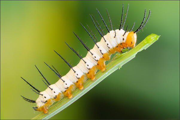 Raupe eines Passionsfalters (Heliconius) auf einem abgefressenen Blatt.<br />Nikon D200 mit Sigma Makro 150 mm F2.8 EX DG HSM
