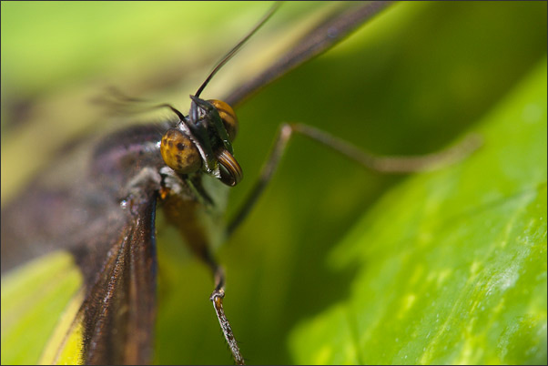 Frecher Kerl. Makro-Portrait eines Pracht-Passionsfalters (Philaethria dido) aus Mexiko.<br />Nikon D3x mit AF-S Micro NIKKOR 105 mm 1:2,8G VR