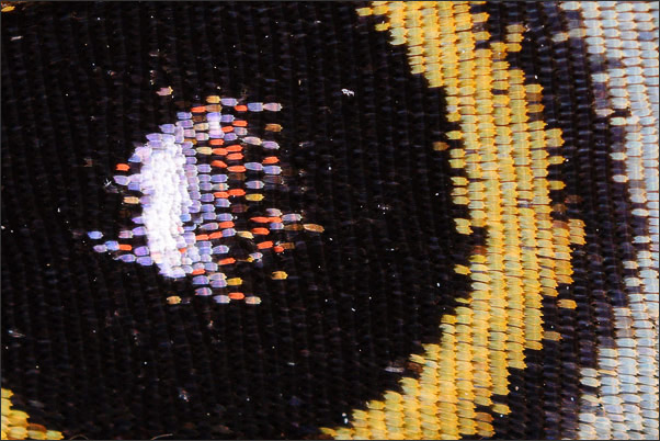 Makro extrem: Schuppen auf dem Hinterfl�gel-Auge des Himmelsfalters (Morpho peleides) mit 8-facher Vergr��erung (Abbildungsma�stab 8:1).<br />Nikon D3x mit Nikon Macro-Nikkor 35 mm 1:4,5 an Novoflex BALPRO T/S