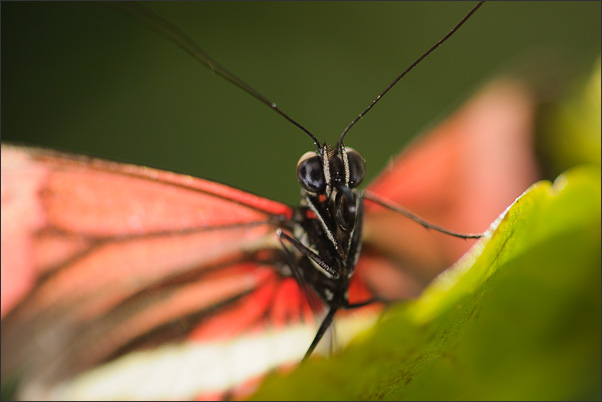 Makro-Portrait eines Kleinen Kuriers (Heliconius erato). Aufgenommen in Mexiko.<br />Nikon D3x mit AF-S Micro NIKKOR 105 mm 1:2,8G VR