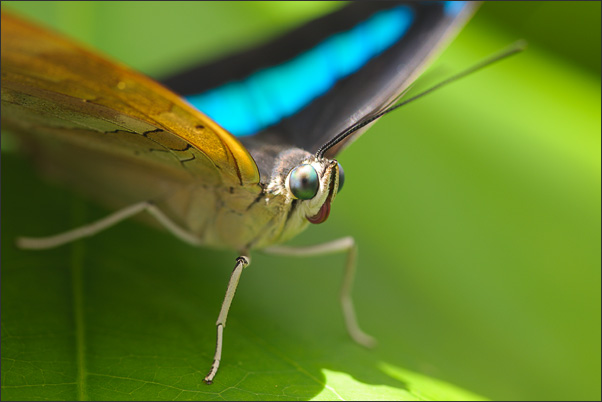 Im ungefilterten Sonnenlicht erstrahlen die Farben des One-spotted Prepona (Archaeoprepona demophon) besonders sch�n (Mexiko).<br />Nikon D3x mit AF-S Micro NIKKOR 105 mm 1:2,8G VR