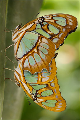 Zwei Malachit-Falter (Siproeta stelenes) bei der Paarung (Mexiko).<br />Nikon D3x mit AF-S Micro NIKKOR 105 mm 1:2,8G VR