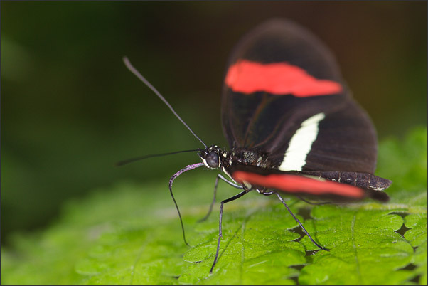 Ein Postmann-Passionsfalter (Heliconius melpomene) auf einem von unten angeleuchteten Farn.<br />Nikon D3x mit AF-S Micro NIKKOR 105 mm 1:2,8G VR