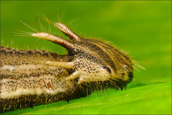 Deep Focus Fusion aus 11 Einzelaufnahmen der Raupe eines Eulenfalters (Caligo memnon) (Mexiko).<br />Nikon D3x mit AF-S Micro NIKKOR 105 mm 1:2,8G VR