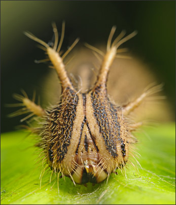 Makro-Portrait extrem: Raupe des Eulenfalters (Caligo memnon) in der Frontalansicht.<br />Nikon D3x mit Zeiss Luminar II 63 mm 1:4,5 an Novoflex BALPRO T/S