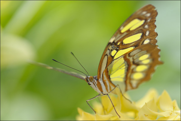Malachit-Falter (Siproeta stelenes) im schwachen Gegenlicht, mit Blitzlicht leicht aufgehellt (Mexiko).<br />Nikon D3x mit AF-S Micro NIKKOR 105 mm 1:2,8G VR