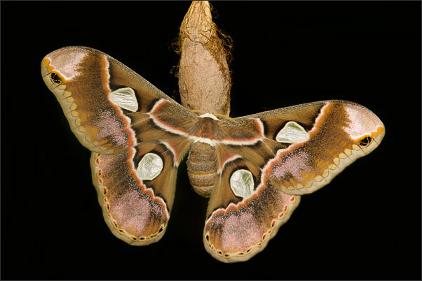 Ein Forbes Seidenspinner (Rothschildia lebeau) mit Blitzlicht freigestellt (Texas).<br />Nikon D3x mit AF-S Micro NIKKOR 105 mm 1:2,8G VR