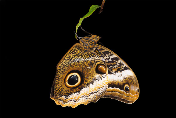 Ein Yellow-Edged Giant-Owl (Caligo atreus) aus Mexiko. Freigestellt mit Blitzlicht.<br />Nikon D3x mit AF-S Micro NIKKOR 105 mm 1:2,8G VR