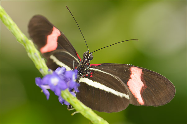 Postmann Passionsfalter (Heliconius melpomene) beim Nektarsammeln.<br />Nikon D3x mit AF-S Micro NIKKOR 105 mm 1:2,8G VR mit TC-14e II