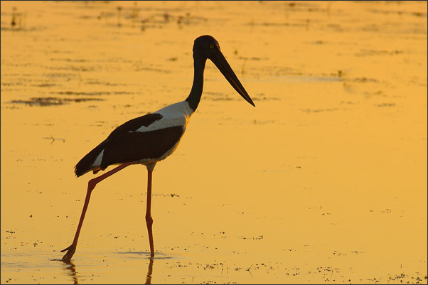 Ein Riesenstorch bzw. Gro�storch (Ephippiorhynchus asiaticus) im Licht der aufgehenden Sonne.<br />Nikon D200 mit AF-S NIKKOR 400mm 1:2,8D ED II