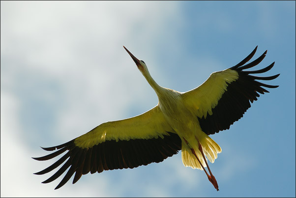 Direk t�ber dem Kopf. Ein Wei�storch (Ciconia ciconia) beim �berflug.<br />Nikon D3x mit AF-S NIKKOR 300 mm 1:2,8G ED VR II mit TC-14e II