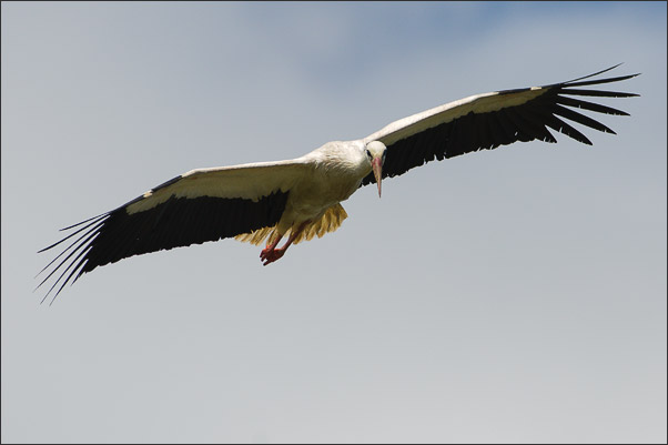Ein Wei�storch (Ciconia ciconia) auf der Suche nach Futter.<br />Nikon D3x mit AF-S NIKKOR 300 mm 1:2,8G ED VR II und TC-14e II