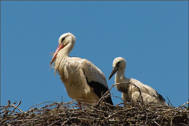 Ein Wei�storch (Ciconia ciconia) mit Jungtier im Nest.<br />Nikon D3x mit AF-S NIKKOR 600 mm 1:4G ED VR