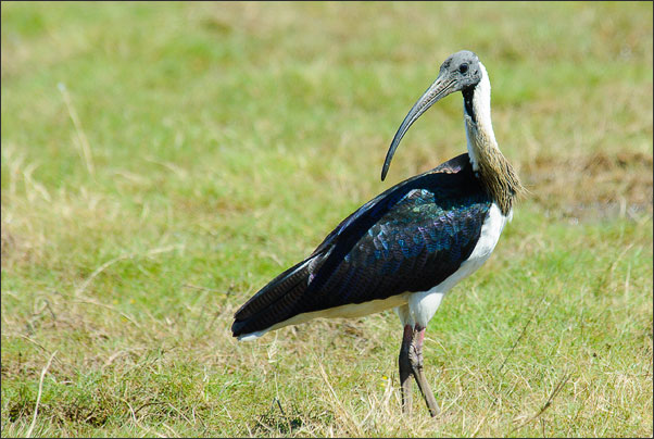 Ein Stachelibis (Threskiornis spinicollis) im Kakadu NP, Northern Territory (Australien).<br />Nikon D200 mit AF-S NIKKOR 400mm 1:2,8D ED II