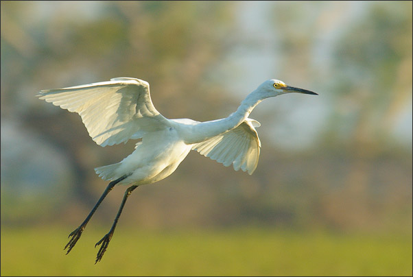 Ein Seidenreiher (Egretta garzetta) im Morgenlicht. Kakadu NP (Australien).<br />Nikon D200 mit AF-S NIKKOR 400mm 1:2,8D ED II