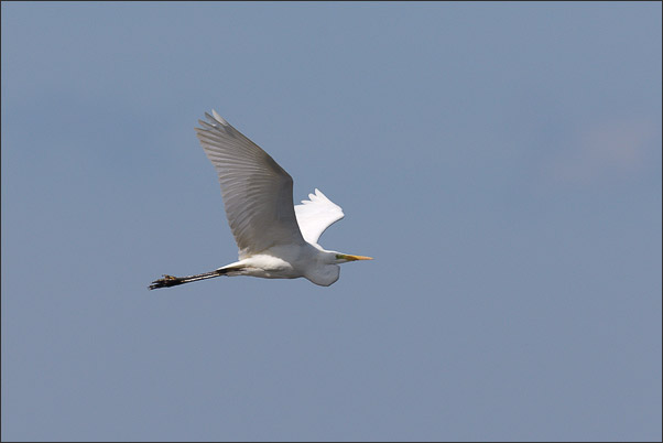 Ein Silberreiher (Ardea alba) im Flug.<br />Nikon D3x mit AF-S NIKKOR 500 mm 1:4G ED VR und TC-14e II