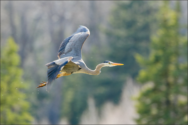 Ein Kanadareiher (Ardea herodias). Aufgenommen in der Grand Teton Range, Wyoming (USA).<br />Nikon D3s mit AF-S NIKKOR 500 mm 1:4G ED VR