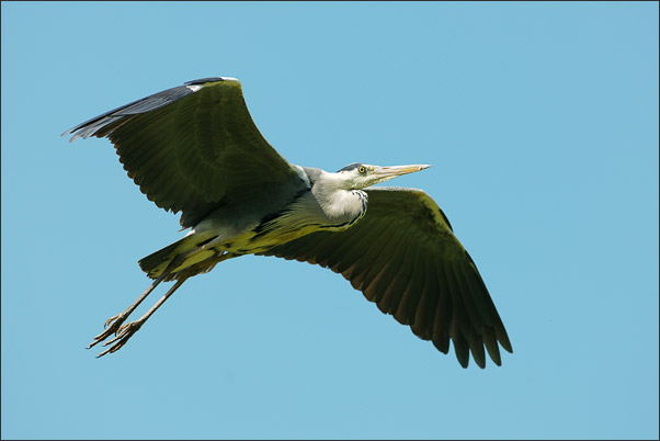 Ein Graureiher (Ardea cinerea) im �berflug.<br />Nikon D3x mit AF-S NIKKOR 300 mm 1:2,8G ED VR II