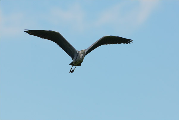 Ein Graureiher (Ardea cinerea) in seiner typischen Haltung beim Gleitflug.<br />Nikon D3x mit AF-S NIKKOR 300 mm 1:2,8G ED VR II