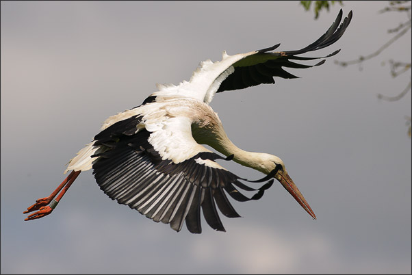 Beim Anflug. Ein Wei�storch (Ciconia ciconia).<br />Nikon D3x mit AF-S NIKKOR 300 mm 1:2,8G ED VR II