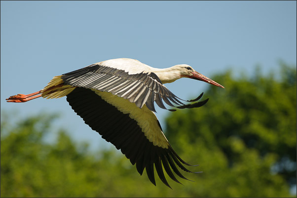 Schwer beladen. Ein Wei�storch (Ciconia ciconia) mit vollem Kropf.<br />Nikon D3x mit AF-S NIKKOR 300 mm 1:2,8G ED VR II