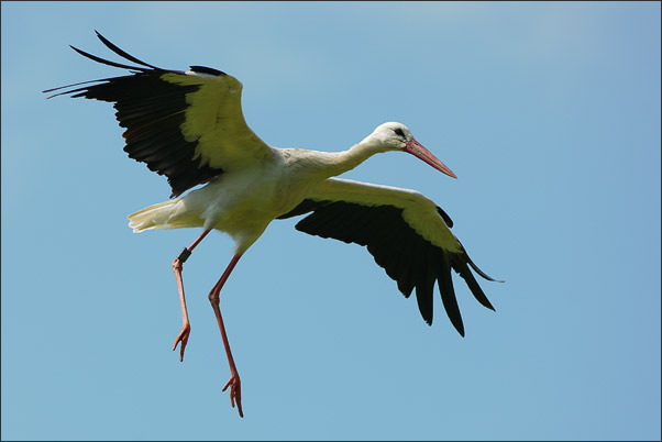 Achtung ich lande! Ein Wei�storch (Ciconia ciconia) in einer fast schon komischen Flughaltung.<br />Nikon D3x mit AF-S NIKKOR 300 mm 1:2,8G ED VR II