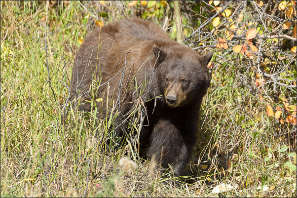 Zimtb�r (Ursus americanus cinnamomum) im herbstlichen Grand Teton Nationalpark (USA).<br />Nikon D3s mit AF-S NIKKOR 500 mm 1:4G ED VR