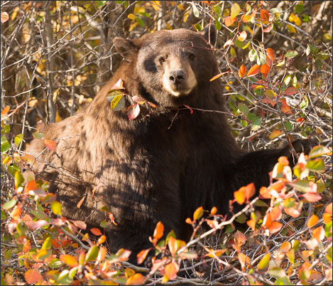 Zimtb�r (Ursus americanus cinnamomum) beim Beeren-Essen Grand Teton Nationalpark (USA).<br />Nikon D3x mit AF-S NIKKOR 300 mm 1:2.8G ED VR II