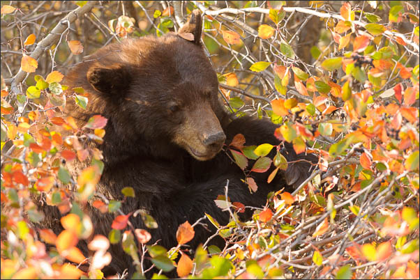 Zimtb�r (Ursus americanus cinnamomum) beim Beeren-Essen Grand Teton Nationalpark (USA).<br />Nikon D3x mit AF-S NIKKOR 300 mm 1:2.8G ED VR II
