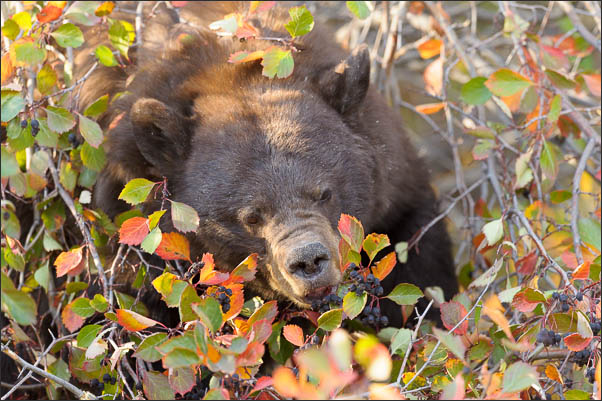 Zimtb�r (Ursus americanus cinnamomum) beim Beeren-Essen Grand Teton Nationalpark (USA).<br />Nikon D3s mit AF-S NIKKOR 500 mm 1:4G ED VR