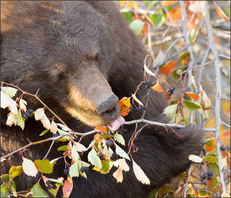 Zimtb�r (Ursus americanus cinnamomum) beim Beeren-Essen Grand Teton Nationalpark (USA).<br />Nikon D3s mit AF-S NIKKOR 500 mm 1:4G ED VR