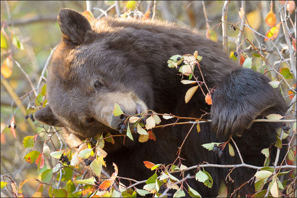 Zimtb�r (Ursus americanus cinnamomum) beim Beeren-Essen im Grand Teton Nationalpark (USA).<br />Nikon D3s mit AF-S NIKKOR 500 mm 1:4G ED VR