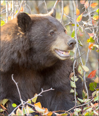 De Zimtb�r (Ursus americanus cinnamomum) ist eine Unterart des Schwarzb�ren (Grand Teton NAtionalpark, USA)<br />Nikon D3s mit AF-S NIKKOR 500 mm 1:4G ED VR
