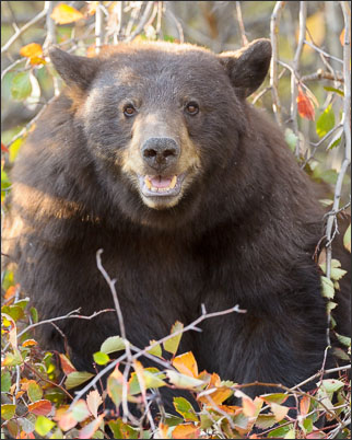 Portrait eines Zimtb�ren (Ursus americanus cinnamomum) im Grand Teton Nationalpark (USA).<br />Nikon D3s mit AF-S NIKKOR 500 mm 1:4G ED VR