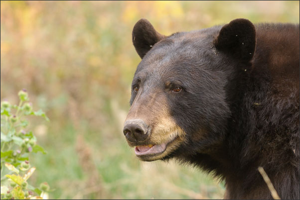 Amerikanischer Schwarzb�r (Ursus americanus) im Grand Teton Nationalpark (USA).<br />Nikon D3x mit AF-S NIKKOR 300 mm 1:2.8G ED VR II