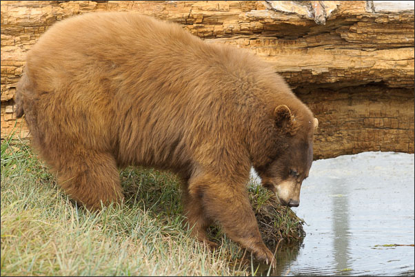 Junger Zimtb�r (Ursus americanus cinnamomum) am Wasser im Grand Teton Nationalpark (USA).<br />Nikon D3x mit AF-S NIKKOR 500 mm 1:4G ED VR