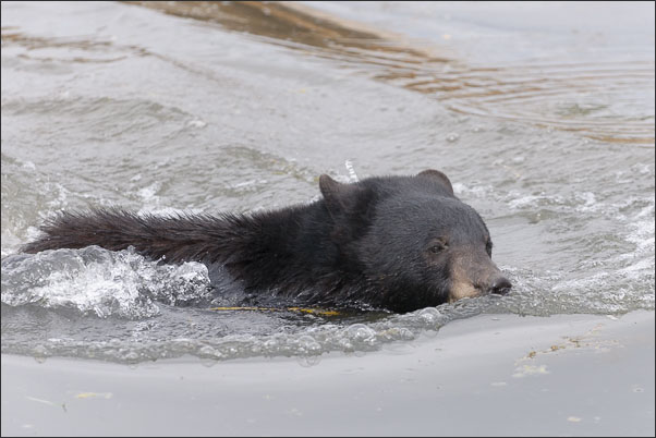 Schwimmendes Jungtier eines AmerikanischenSchwarzb�ren (Ursus americanus) im Grand Teton Nationalpark (USA).<br />Nikon D3x mit AF-S NIKKOR 500 mm 1:4G ED VR