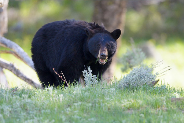 Amerikanischer Schwarzb�r (Ursus americanus) im Fr�hling des Yellowstone Nationalparks (USA).<br />Nikon D3s mit AF-S NIKKOR 500 mm 1:4G ED VR und TC-14e II