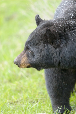 Portrait eines Amerikanischen Schwarzb�ren (Ursus americanus) im Yellowstone Nationalpark (USA).<br />Nikon D3s mit AF-S NIKKOR 500 mm 1:4G ED VR