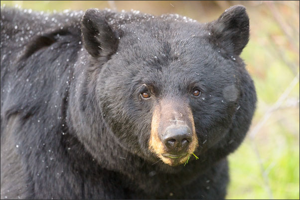 Portrait eines Amerikanischen Schwarzb�ren (Ursus americanus) im Yellowstone Nationalpark (USA).<br />Nikon D3s mit AF-S NIKKOR 500 mm 1:4G ED VR