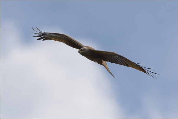 Schwarzmilan (Milvus migrans migrans) beim Suchflug nach Beute.<br />Nikon D800E mit AF-S NIKKOR 500 mm 1:4G ED VR und TC-14e II