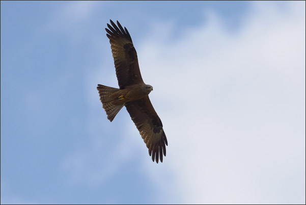 Schwarzmilan (Milvus migrans migrans) beim �berflug.<br />Nikon D800E mit AF-S NIKKOR 500 mm 1:4G ED VR